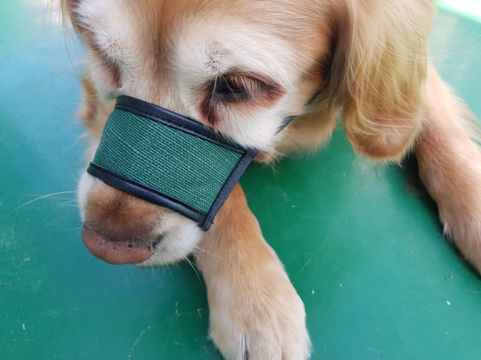 애견 입마개 소형 중형 대형견 강아지 훈련용품 BB-1 빨강 1호(입둘레8cm) - 상세 이미지 3