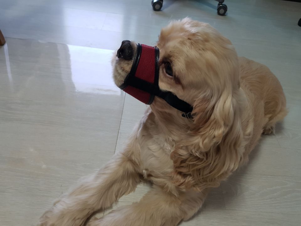 애견 입마개 소형 중형 대형견 강아지 훈련용품 BB-1 빨강 1호(입둘레8cm) - 상세 이미지 5