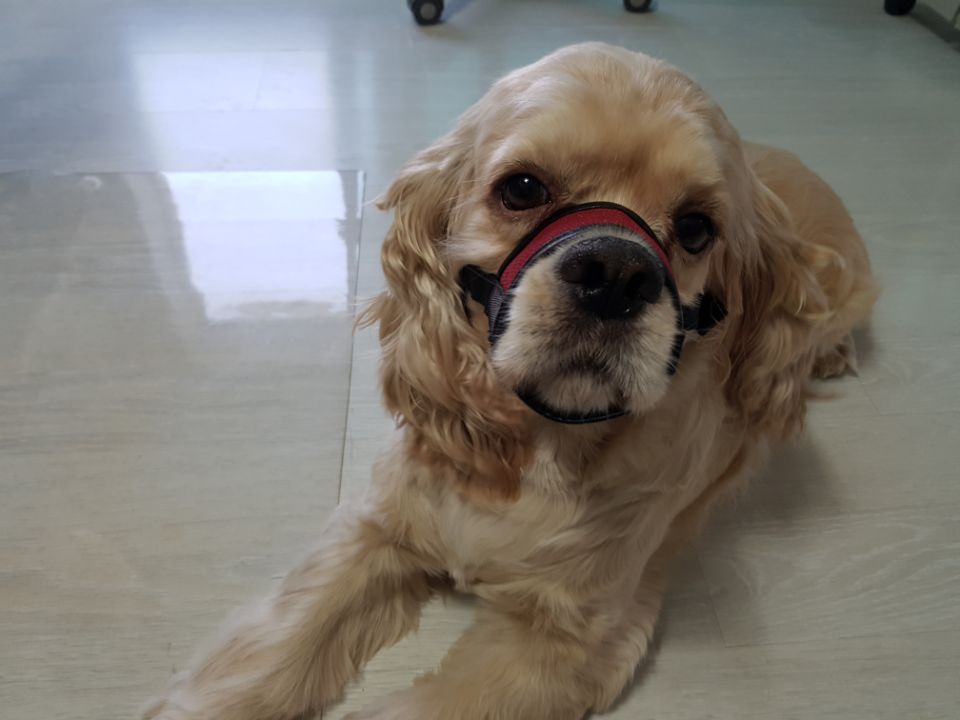 애견 입마개 소형 중형 대형견 강아지 훈련용품 BB-1 빨강 1호(입둘레8cm) - 상세 이미지 4