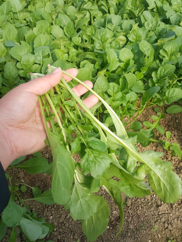 루꼴라 로켓 로케트 500g 샐러드야채 농장직송 당일수 - 상세 이미지 4