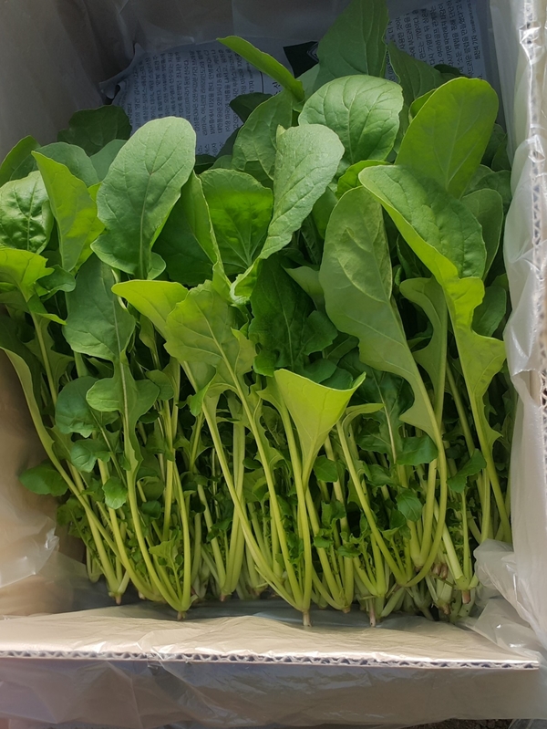 루꼴라 로켓 로케트 500g 샐러드야채 농장직송 당일수 - 상세 이미지 3