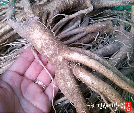 아기 어린이 배 도라지청 국산100% 보후진액베어300g