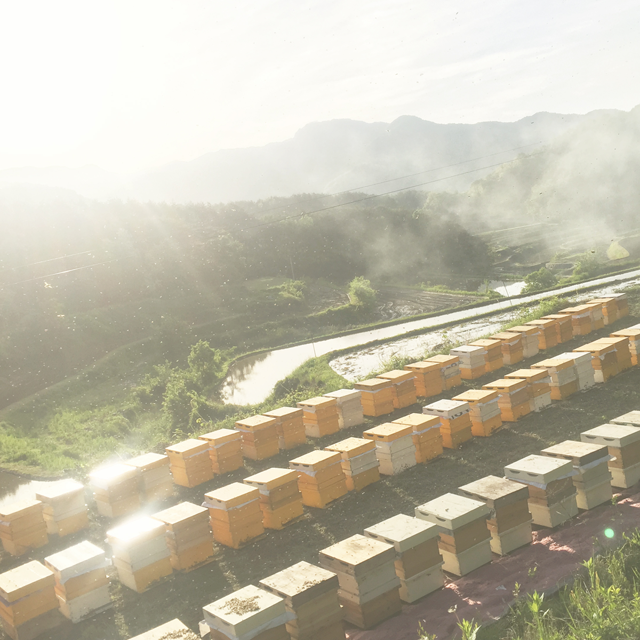 지리산모향골 자연 벌꿀 아카시아꿀 1.2kg