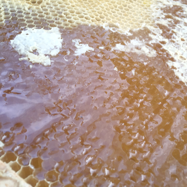 지리산모향골 자연 벌꿀 아카시아꿀 1.2kg