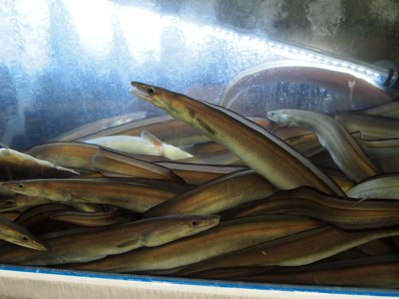 갯장어 하모샤브 최상급 500g 1kg 3-4미 샤브샤브 회 구이 - 상세 이미지 4