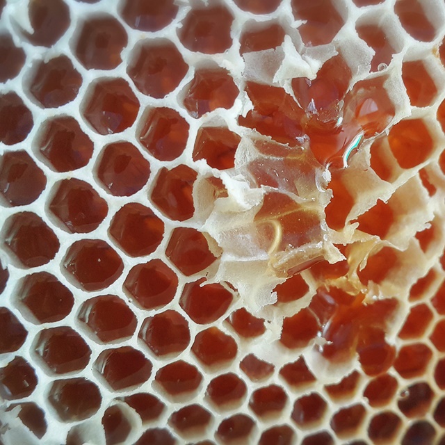 국산 벌화분 비폴렌 꿀벌화분 생화분 꽃가루화분 600g - 상세 이미지 5