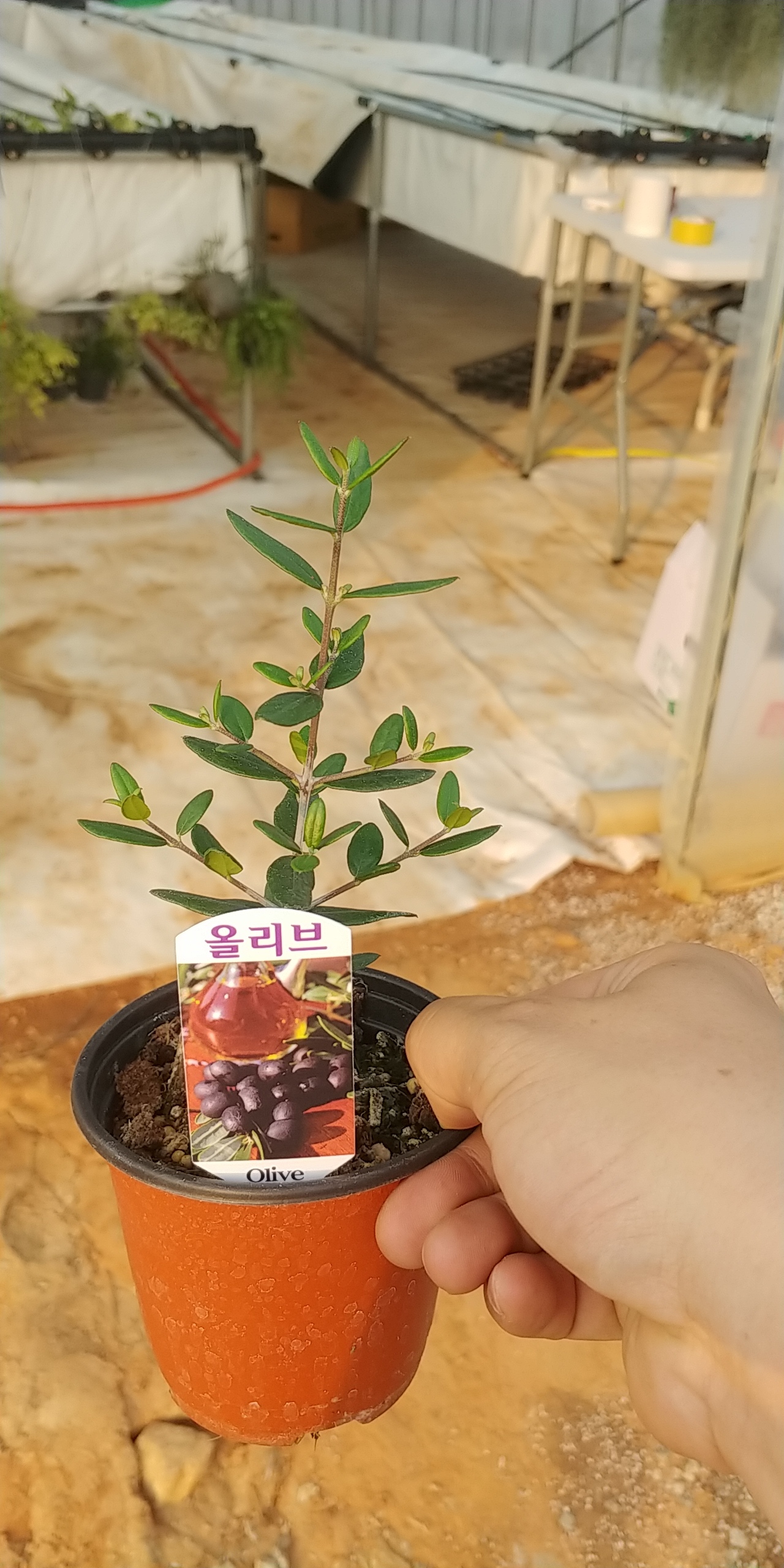 올리브나무 모종 선택법 유실수 가격 올리브나무 사용후기 유실수 가이드