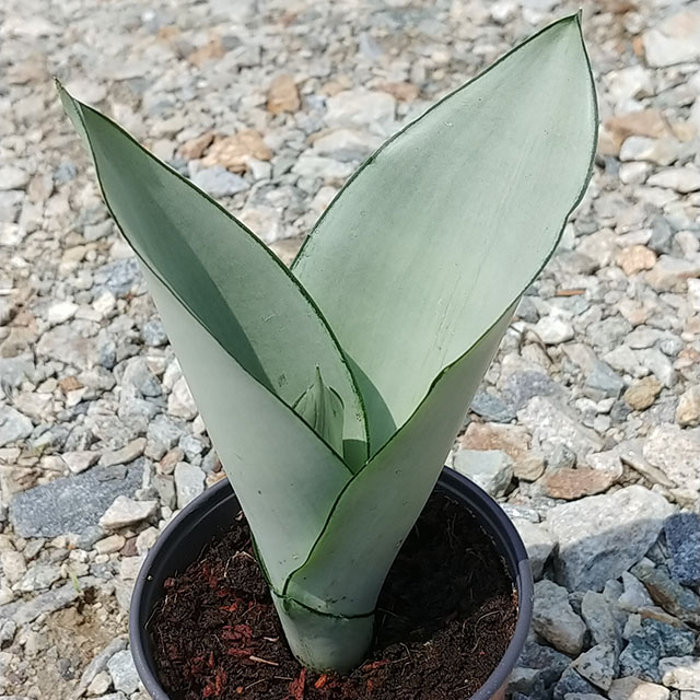 공기정화식물 문샤인 문라이트 산세베리아