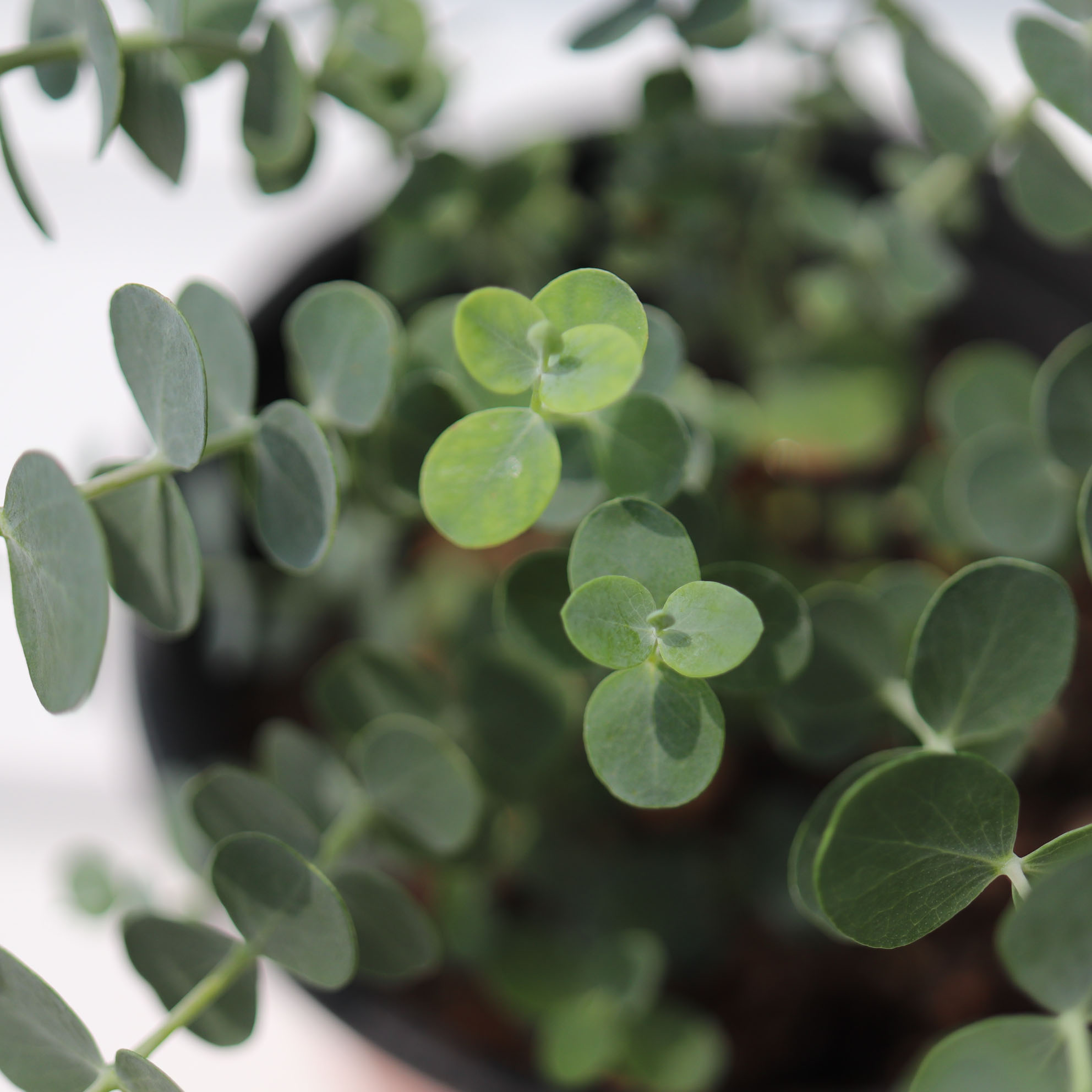 유칼립투스 블랙잭 그늘 거실 음지 키우기쉬운 해충기피 화분 실내공기정화식물 비염