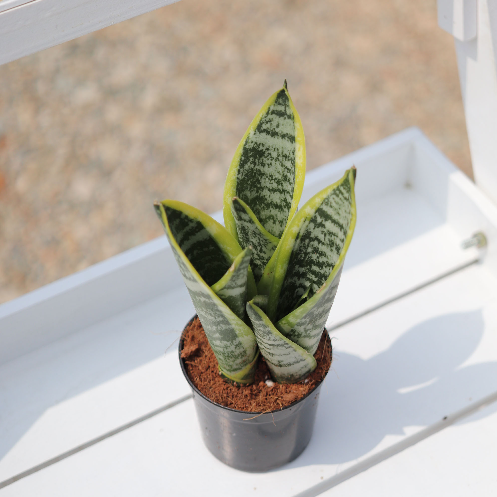 산세베리아 음이온식물 슈퍼바 화분 식물 선인장