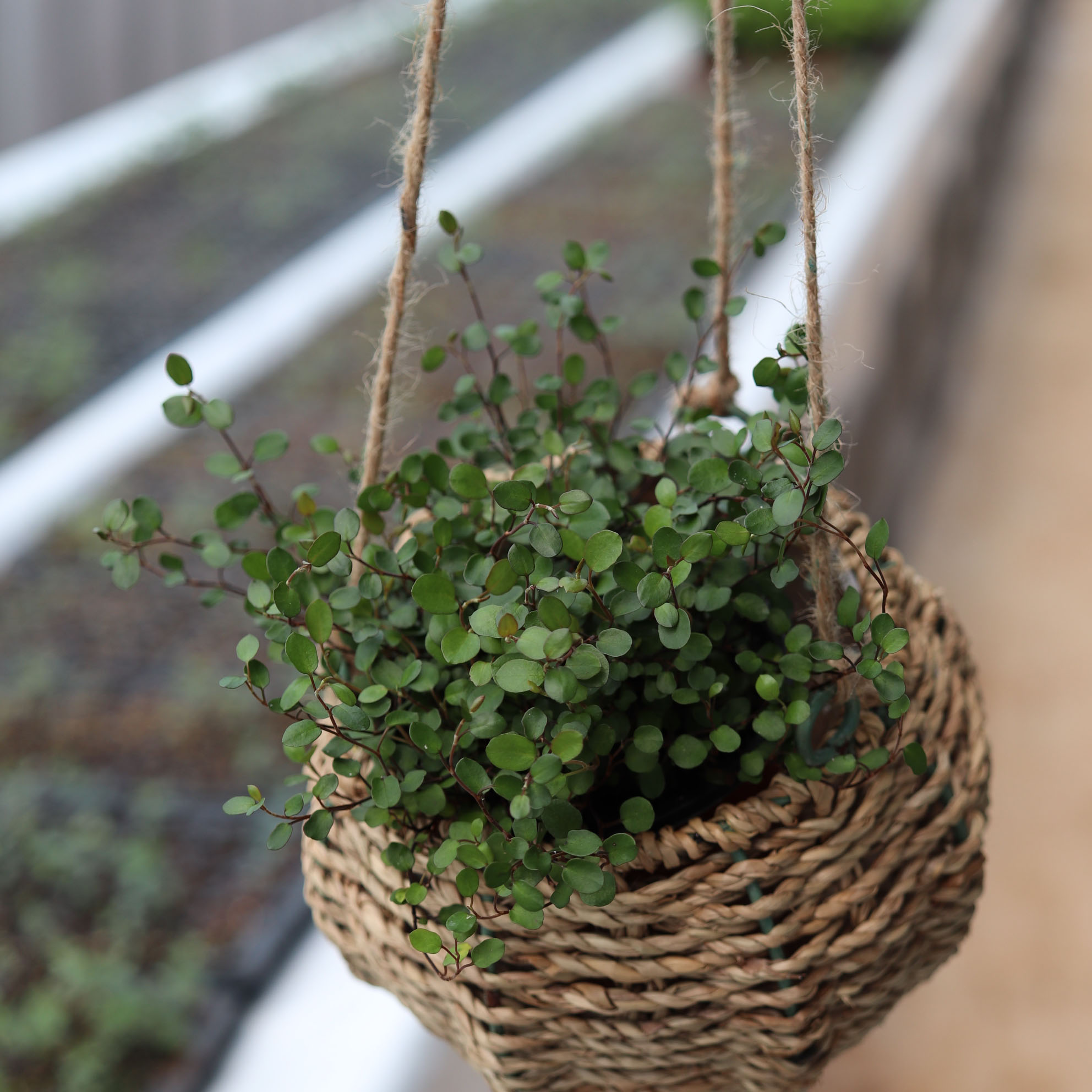 라탄바구니세트 보스톤고사리 스킨답서스 타라 아이비 호야 행잉바구니 화분