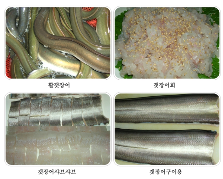 자연산 갯장어회 하모회 500g 1kg 바다장어 햐모샤브 - 상세 이미지 2