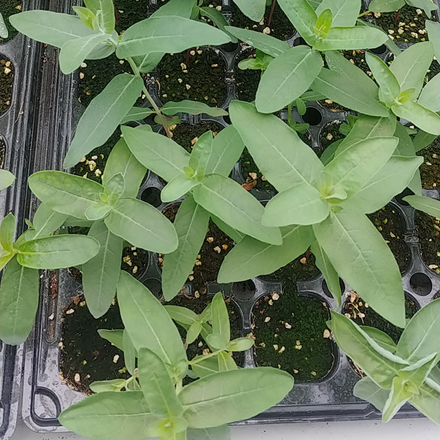 치료용 유칼립투스 모종 글로불스