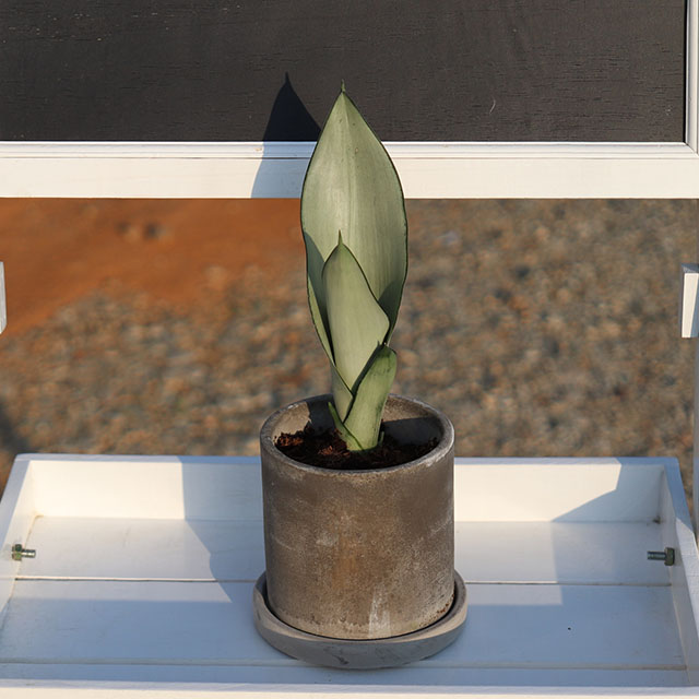 공기정화식물 산세베리아 문샤인 시멘트빈티지 화분