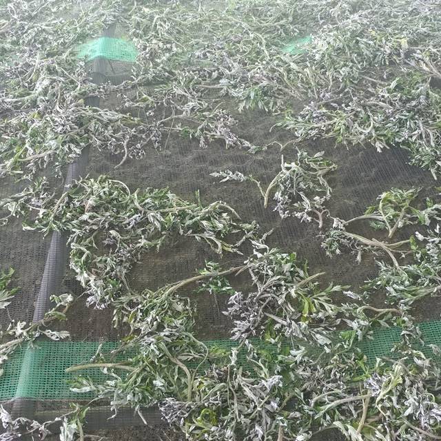 국산 약쑥 말린 건조 친환경 말린쑥 200g 이미지 7