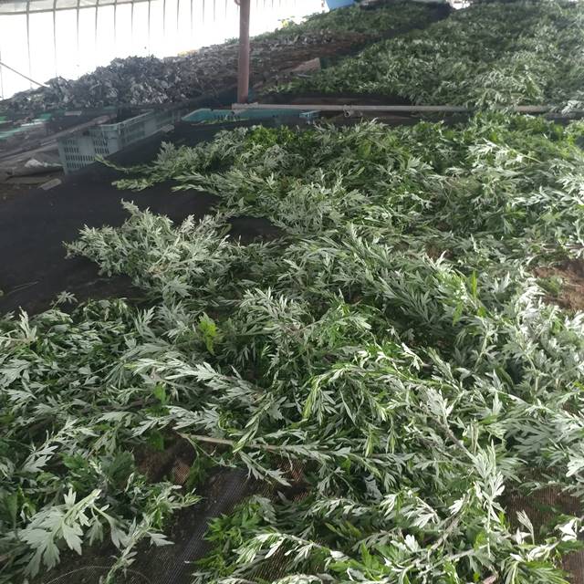 국산 약쑥 말린 건조 친환경 말린쑥 200g 이미지 8