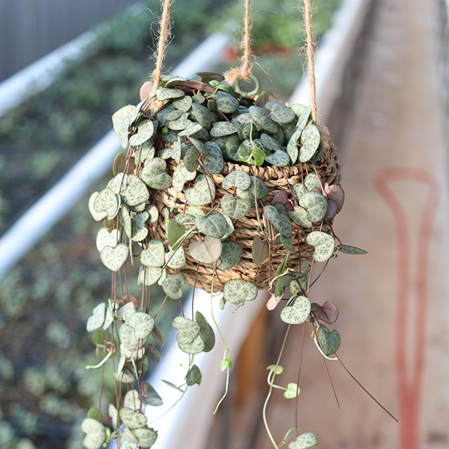 행잉플랜트 러브체인 행잉화분 실사용 후기 | 효과 있을까? - 대표 이미지