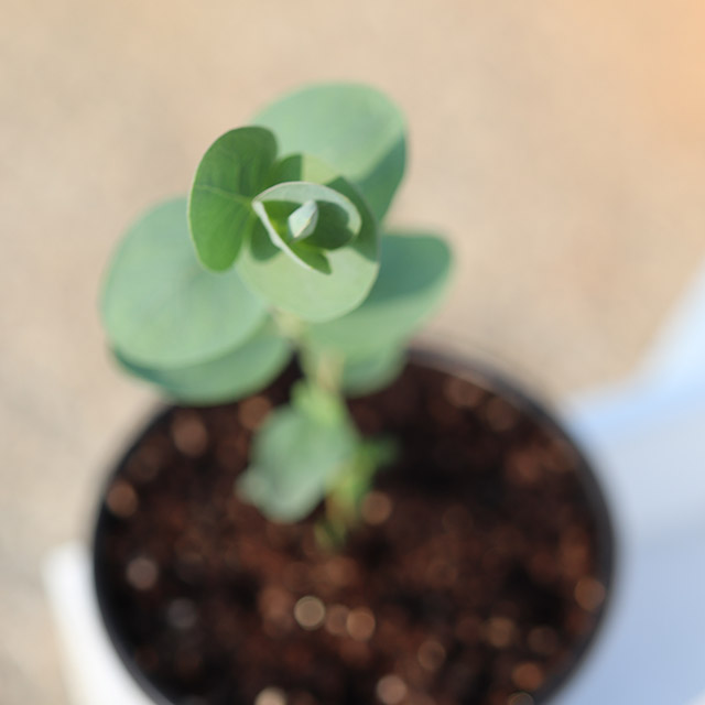 귀염귀염 유칼립투스키우기 베이비블루 인테리어식물