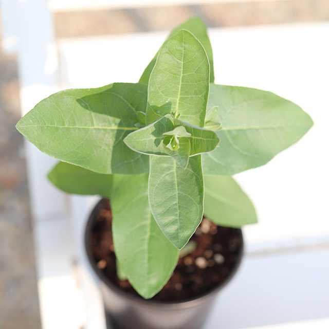 유칼립투스 글로불스 스텐다드검 화분 비염치료식물