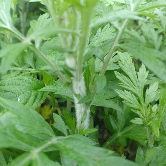 국산 약쑥 말린 건조 친환경 말린쑥 200g - 상세 이미지 4