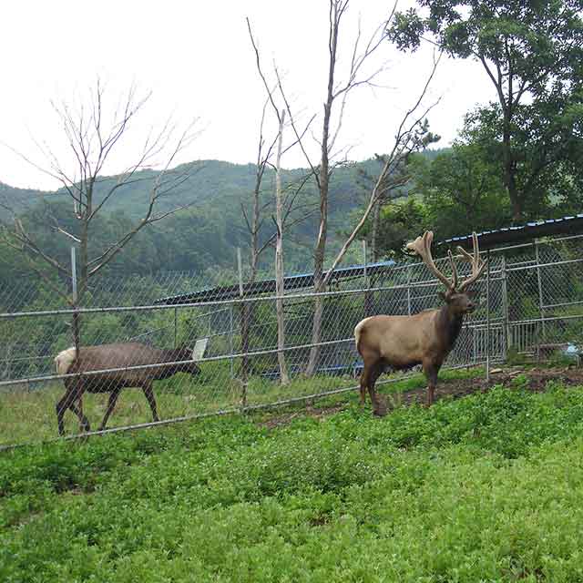 햇녹용 구록원 순수 녹용진액 110ml 30포 국내산 녹용 즙 엑기스 - 상세 이미지 4