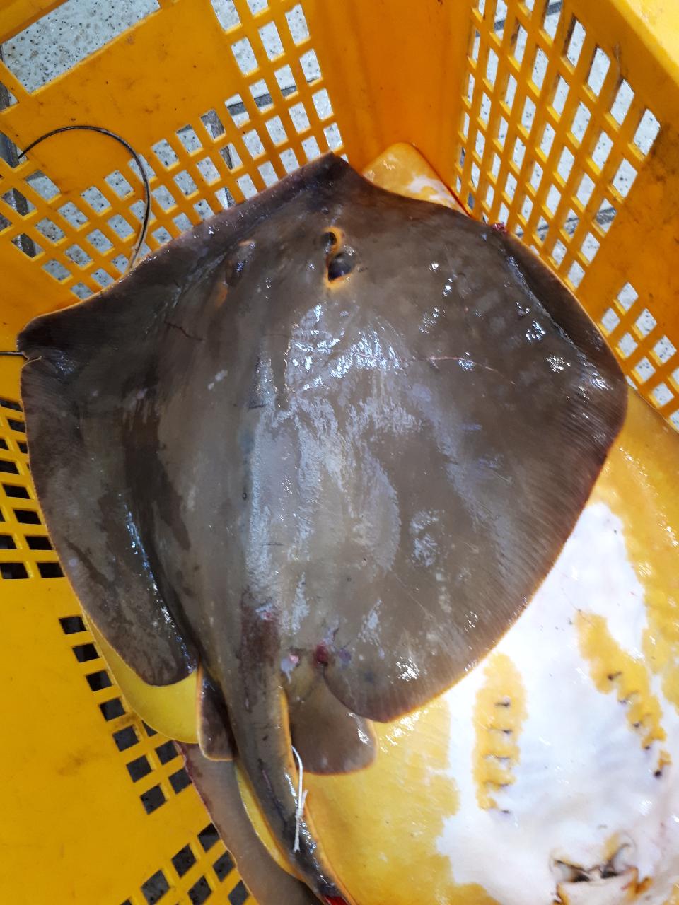 황가오리 노랑가오리 3kg 생선회 찜 (조업당일발송상품) - 상세 이미지 2