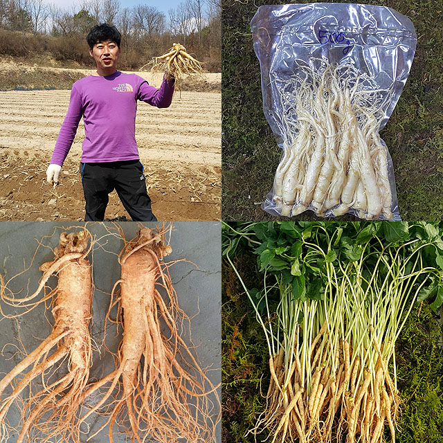 금산수삼시장 오쿠홍삼용 인삼 세척파삼 300g - 상세 이미지 2
