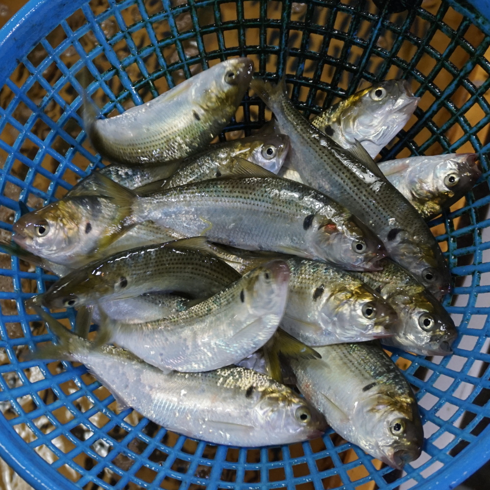 [당일조업] 삼천포 해녀횟집 활 전어회 1kg 2024년 햇전어