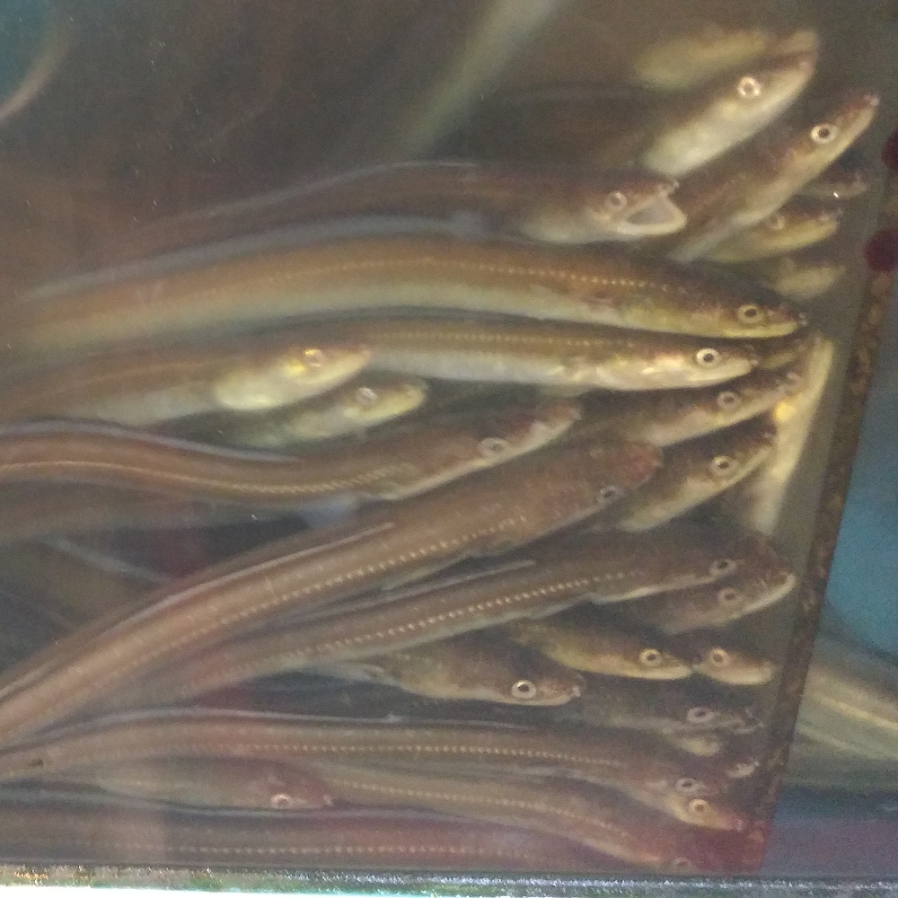 삼천포 해녀횟집 활 장어 1kg - 상세 이미지 2