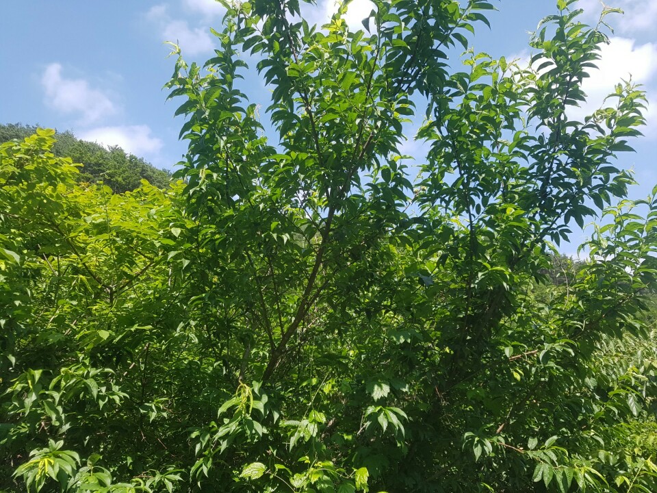 지리산 개복숭아 청 효소 500+500ml(2병) 돌복숭아 엑기스 발효액 원액 진액 이미지 4