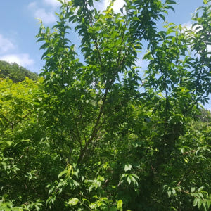 지리산 개복숭아 청 효소 500+500ml(2병) 돌복숭아 엑기스 발효액... 맛있게 먹은 솔직 후기 - 상품 이미지 4