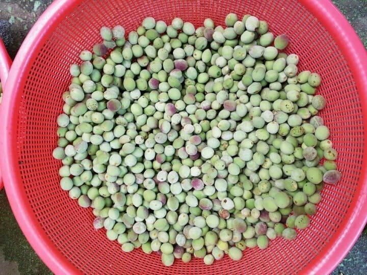 지리산 개복숭아 청 500ml 2병