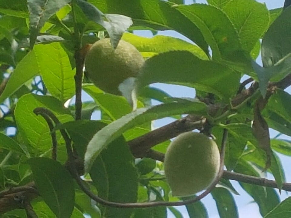 지리산 개복숭아청 발효액 500ml