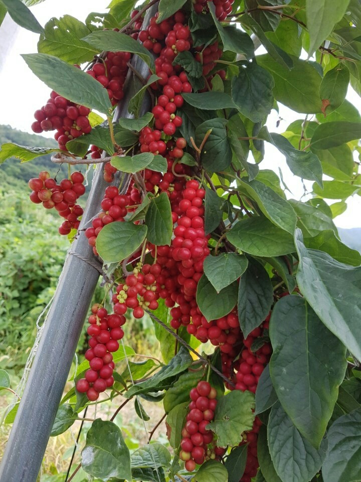 지리산 오미자청 500ml+500ml(2병) 오미자 발효 효소 원액 엑기스 - 상세 이미지 2