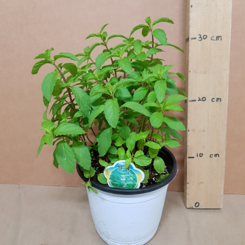 {특}허브 박하(M) MINT 2018새상품/로즈마리/페파민트/루꼴라/장미허브/바질/애플민트 : 허브 - 엑스플랜트