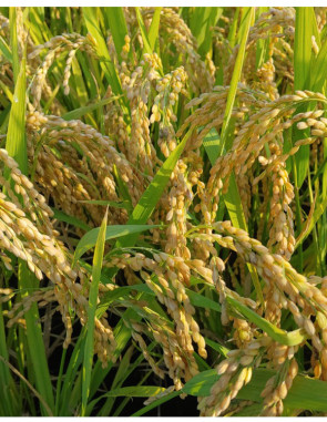 23년 햇쌀 햅쌀 백미 향미 10kg 청년농부가 재배발송