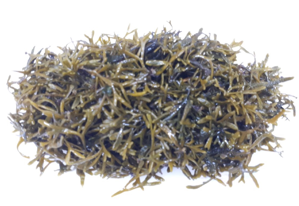 해초뜸부기 뜸북이100g 돔배기 해초무침 - 상세 이미지 2
