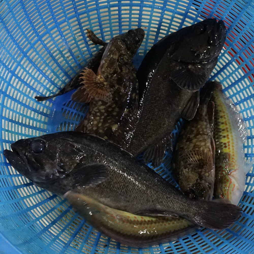 삼천포 해녀횟집 우럭모듬회/매운탕 2~3인분 - 상세 이미지 2