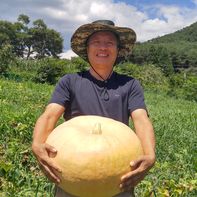 늙은호박즙 맷돌 효능 추천 100% 무첨가 액기스 원액 53포