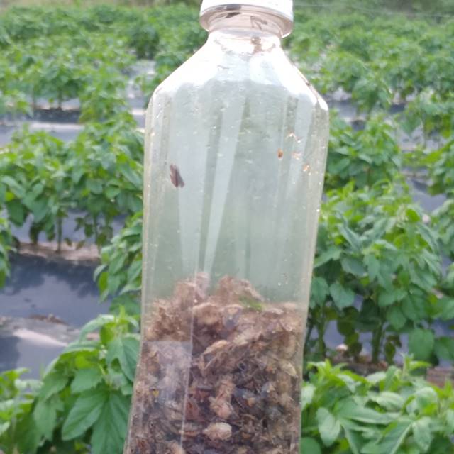 웃골농원 국산 친환경 안산참깨 참깨1kg 이미지 7