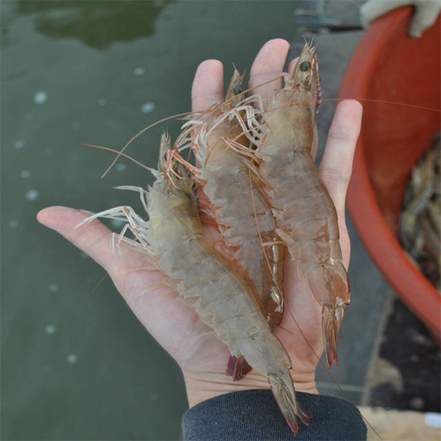 국산 흰다리새우 1kg 왕새우 가격 추이 박상경새우 국산 흰다리새우 1kg 왕새우 - 최저가 24,900원