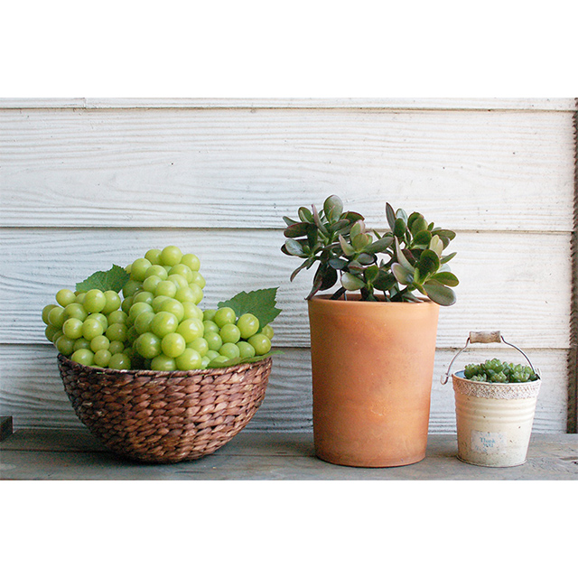 샤인머스켓 고당도 수출용 망고포도 가정용 집들이 제철 추석 명절 부모님 선물세트