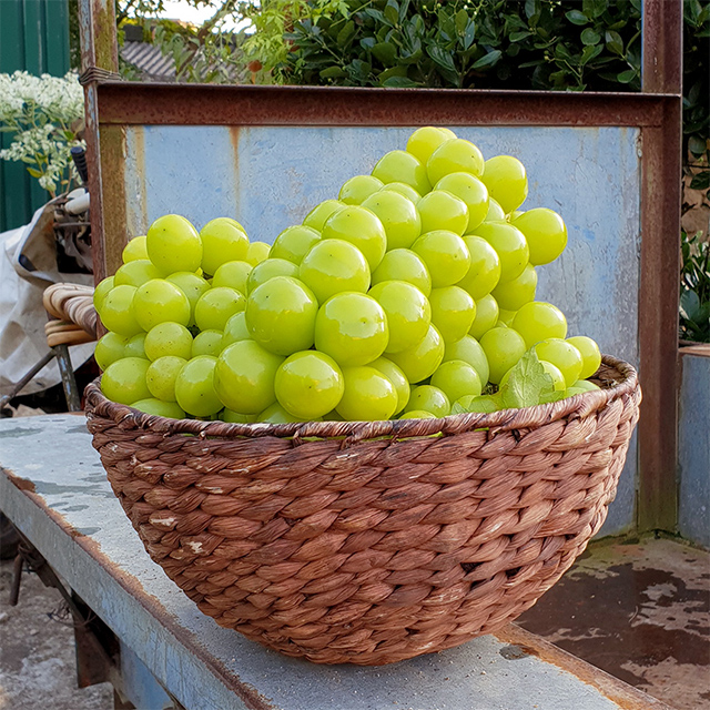 샤인머스켓 고당도 수출용 망고포도 가정용 집들이 제철 추석 명절 부모님 선물세트