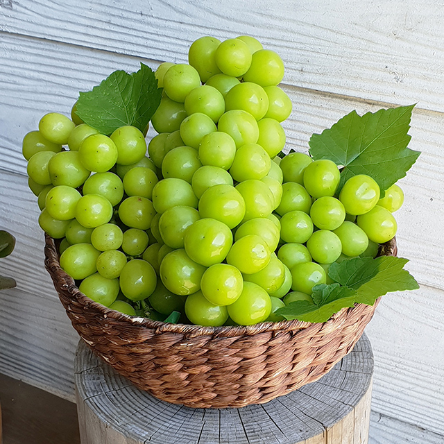 샤인머스켓 고당도 수출용 망고포도 가정용 집들이 제철 추석 명절 부모님 선물세트