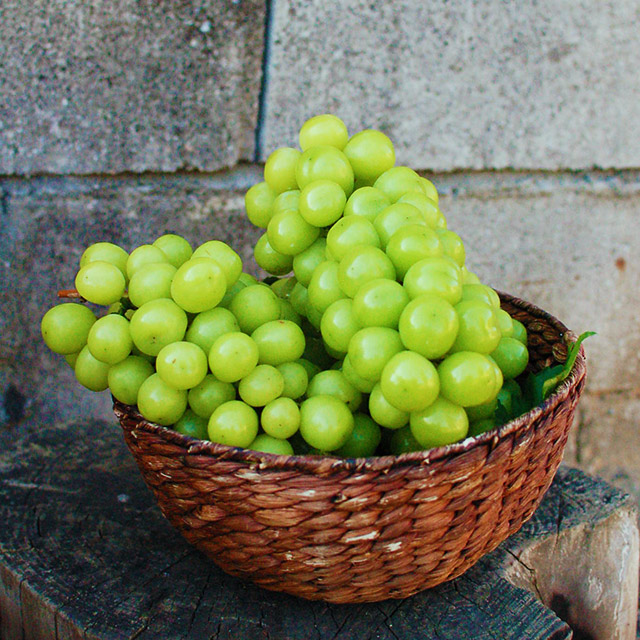 샤인머스켓 고당도 수출용 망고포도 가정용 집들이 제철 추석 명절 부모님 선물세트