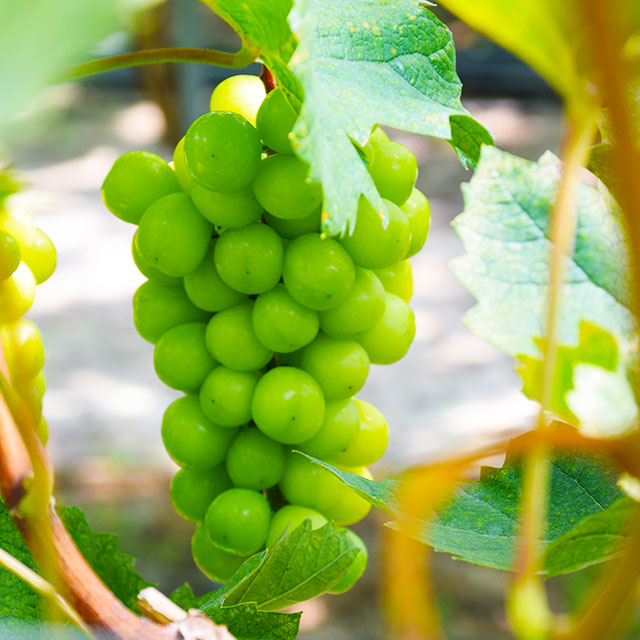 샤인머스켓 고당도 수출용 망고포도 가정용 집들이 제철 추석 명절 부모님 선물세트