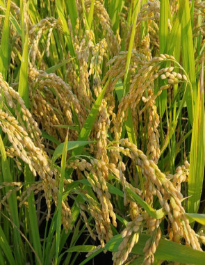 2023년산 햇쌀 찹쌀 향미 20kg 곡성