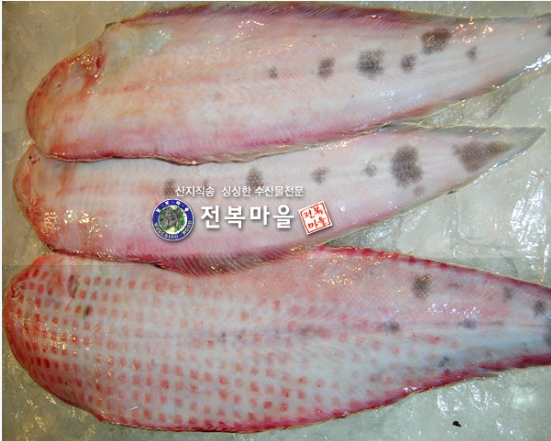 국산 횟감용 생물 서대 1마리 국내산 참서대 용서대회 박대 생선서대 (조업당일발송상품)