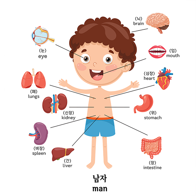 아기포스터 유아 벽보 신체 학습 A3 소형 어린이 벽그림 공부 방수포스터 - 상세 이미지 4