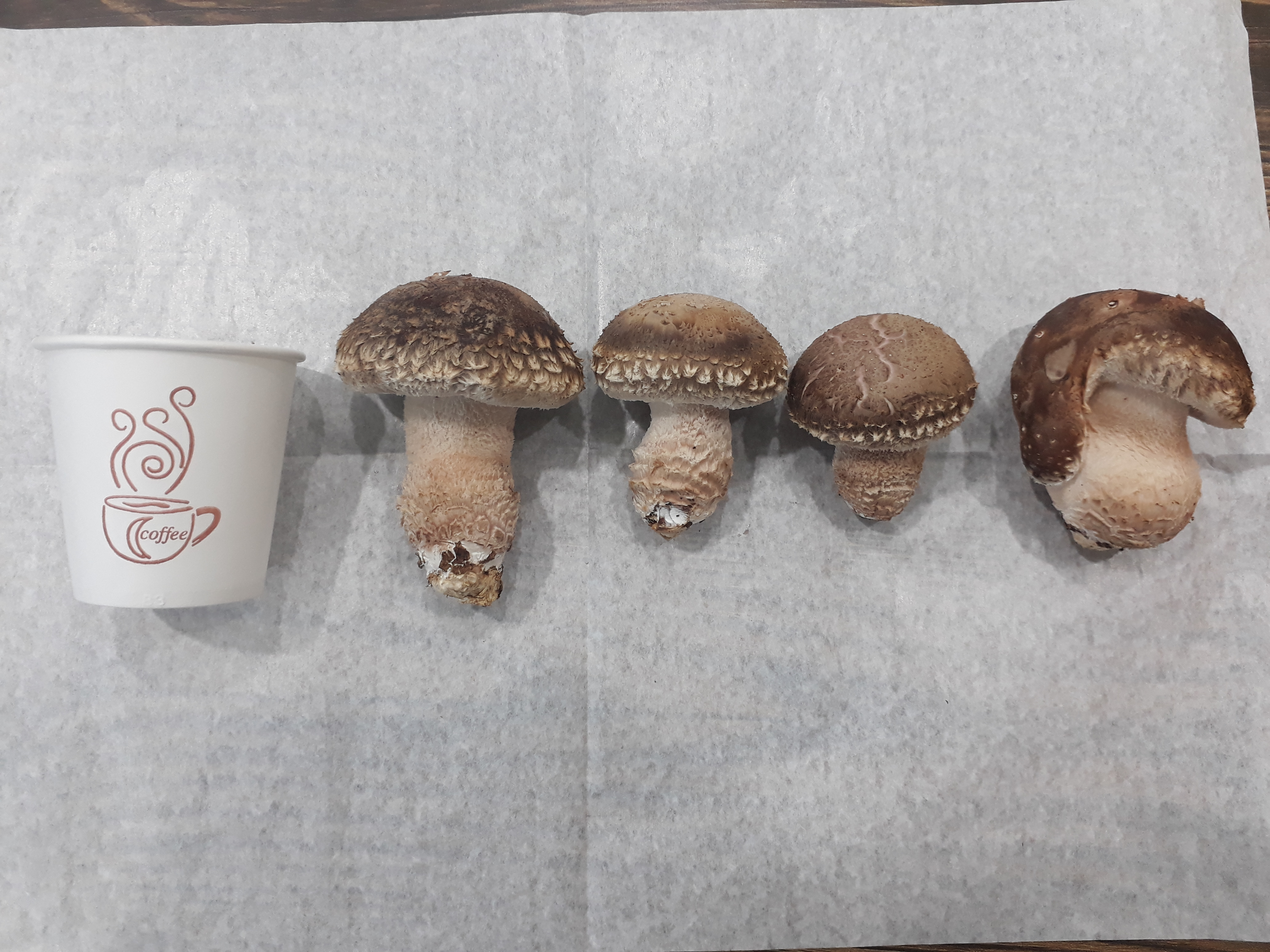 무농약 꼼지락농부의 송화고버섯 일반형(중품1kg) - 상세 이미지 3